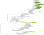 Thumbnail of Maximum-likelihood phylogenetic tree for the hemagglutinin gene segment of avian influenza (H5N1) viruses from Bangladesh compared with other viruses. Green shading indicates viruses from Bangladesh sequenced and characterized in this study; yellow shading indicates previously described subtype H5N1/H9N2 reassortant influenza viruses (8,9) or those from GenBank. Numbers at the nodes represent bootstrap values.
