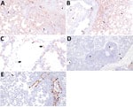 Immunohistochemical detection of influenza A virus nucleoprotein antigen in swine infected with H5N1 highly pathogenic avian influenza belonging to the goose/Guangdong 2.3.4.4b hemagglutinin phylogenetic clade. A) Extensive labeling of pneumocytes lining alveolar septa (arrows) and respiratory epithelium lining bronchioles (arrowheads) in the lung of pig 794 infected with A/bald eagle/FL/22 necropsied at 3 days postinoculation (dpi). Hematoxylin & eosin stain; original magnification ×40. B) Extensive labeling of pneumocytes lining alveolar septa (arrow), respiratory epithelium lining a bronchus (arrowheads), cell membrane of alveolar macrophages (chevron), and within the cytoplasm and nucleus of alveolar macrophages consistent with viral replication (notched arrow) in the lung of pig 798 infected with A/bald eagle/FL/22 necropsied on 5 dpi. Hematoxylin & eosin stain; original magnification ×40. C) Labeling in the cytoplasm (arrows) and nucleus (arrowhead) of endothelial cells in the lung of pig 791 infected with A/bald eagle/FL/22 necropsied on 3 dpi. Hematoxylin & eosin stain; original magnification ×200. D) Labeling of respiratory epithelium lining a bronchus (arrowheads), within the cytoplasm and nucleus of alveolar macrophages consistent with viral replication (notched arrow), rarely pneumocytes (arrow), in the lung of pig 58 infected with A/raccoon/WA/22 necropsied on 3 dpi. Hematoxylin & eosin stain; original magnification ×40. E) Abundant labeling of respiratory epithelium lining a bronchiole (arrowheads) and within the cytoplasm and nucleus of alveolar macrophages consistent with viral replication (notched arrow) in the lung of pig 78 infected with A/redfox/MI/22 necropsied on 3 dpi. Hematoxylin & eosin stain; original magnification ×100.