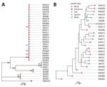 Information on 25 patients with COVID-19 who developed acute melioidosis in Saraburi Province, Thailand, 2021. A) Phylogenic tree of 19 clinical isolates and 14 environmental isolates. The K96243 reference strain is used to root the tree. B) Tree showing only the clinical and environmental isolates within the ST689 cluster. Scale bar shows number of nucleotide differences.