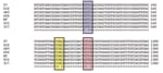 Thumbnail of Alignment of rpoB gene sequences showing the mutations detected in this case study. WT, wildtype; T7, 018, 604 – V176F (G to T, highlighted in blue); 483, H526R (A to G, highlighted in yellow); 915, 317, S531W (C to G, highlighted in pink).