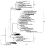 Thumbnail of Phylogenetic tree of virus hemagglutinin sequences generated by neighbor-joining analysis. Bootstrap values at each node represent 1,000 replicates. Scale bar represents 0.005 nt substitutions. The virus found in the child, A/Bangladesh/207095/2008, is indicated in boldface.