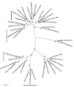 Thumbnail of Phylogenetic tree of hepatitis E virus (HEV) sequences identified in food samples, France, 2011. Phylogenetic tree including 16 HEV sequences detected in food samples (gray circles) and the closest human (black triangles, French origin; white triangles, British or Spanish origin) or swine (white squares) sequences was constructed by using the neighbor-joining method with a bootstrap of 1,000 replicates based on the ClustalW alignment (MEGA4, http://www.megasoftware.net) on 290 nt se