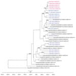 Time-scale phylogenetic tree illustrating the relatedness between whole-genome sequences of severe acute respiratory syndrome coronavirus 2 obtained from patients with confirmed cases of the cluster associated with a bar in Ho Chi Minh City, Vietnam, 2020, and reference sequences. Sequences from the cluster patients are in red; sequences from coronavirus disease patients in Ho Chi Minh City, not related to the cluster, are in blue. For those sequences, we obtained 21 genomes from the remaining 35 patients reported in Ho Chi Minh City as of April 24, 2020, for the purpose of the analysis; subsequently, we used 14 nonidentical sequences for the analysis. Representative sequences from patients not in Vietnam are in black. Posterior probabilities ≥75% are indicated at all nodes. The analysis was carried out using BEAST version 1.8.3 (https://beast.community). For time-scale analysis, only 1 representative of sequences that were 100% identical to each other was included. Whole-genome sequences were generated using ARTIC primers version 3 (ARTIC Network, https://artic.network/ncov-2019).