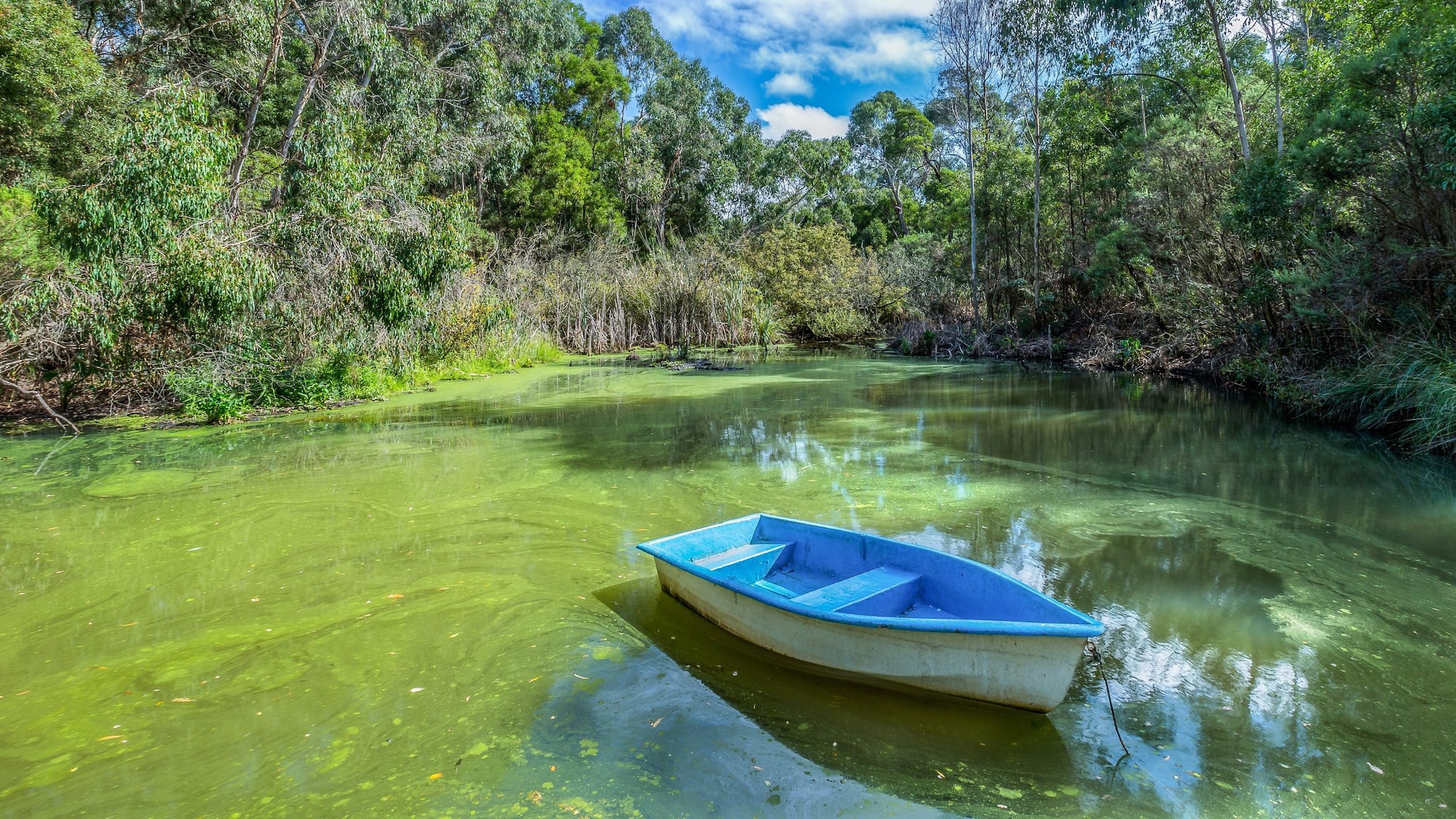 Small boat in a lake filled with bright green algae