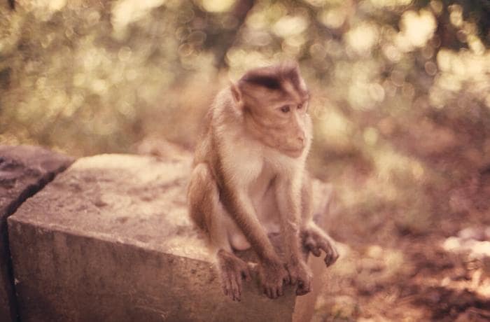 Rhesus monkey, or Macaca mulatta, perched atop a rock wall in northern India during a 1974 trip made by CDC personnel. Source: CDC Public Health Image Library.