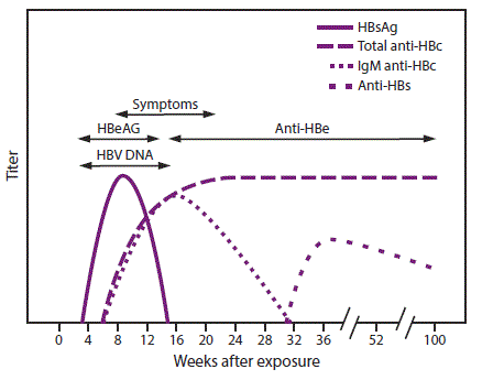 rr6701a1-F2 The figure above shows the relative levels of HBV serologic markers over time for acute hepatitis B infection with recovery. After infection, the first markers to become detectable are HBsAg and IgM anti-HBc, which appear within 1 to 2 months and are present when symptoms appear. During resolution, IgM anti-HBc is replaced by IgG anti-HBc, and anti-HBs develops.HBeAg is detectable during acute infection and reflects viral replication; during resolution, anti-HBe replaces HBeAg. Elevated HBV DNA is correlated with HBeAg detection.