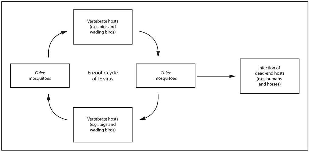 rr6802a1-F1 This figure is a circular flow chart showing the Japanese encephalitis (JE) virus transmission cycle from vertebrate hosts to mosquitoes to vertebrate hosts to mosquitoes. The center reads, enzootic cycle of JE virus. The center text is surrounded by a circle of four boxes with arrows that point clockwise from one box to the next: the top box reads, vertebrate hosts (e.g., pigs and wading birds) with an arrow to the right-hand box Culex mosquitoes, with an arrow to the bottom box vertebrate hosts (e.g., pigs and wading birds), and another arrow again to the top box, Culex mosquitoes. The right-hand Culex mosquito box has an arrow that leaves the circular cycle and points to the right, leading to a box that reads, infection of dead-end hosts (e.g., humans and horses).