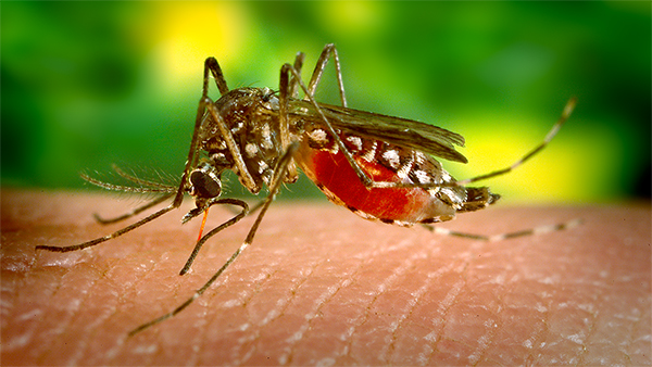 rr6801_Zika_Dengue_14June19_Image_600x338 The figure shows a female Aedes aegypti mosquito, primary vector for the spread of Dengue.