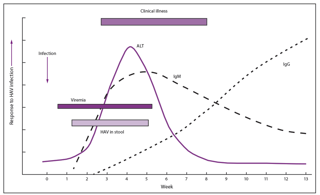 Figure showing Immunologic and clinical events associated with hepatitis A virus infection and recovery This figure is a line graph showing the alanine aminotransferase (ALT), hepatitis A virus (HAV), immunoglobulin G (IgG), and immunoglobulin M (IgM) levels during a hepatitis A infection and recovery from weeks 0 through 13, with the x axis showing weeks and the y axis showing increasing response to HAV infection. The ALT level peaks around week 3, the IgM level around week 4, and the IgG continues increasing through week 13. Superimposed over the line graph are horizontal bars showing viremia (early week 1 through the middle of week 5), HAV in stool (week 1 up to week 5), and clinical illness (from week 2 up to week 9).