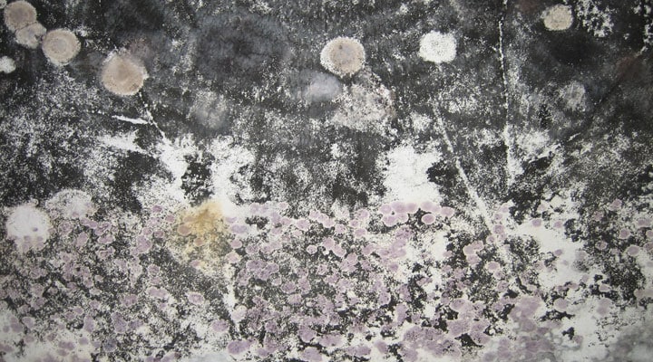 Close-up image of mold on wall