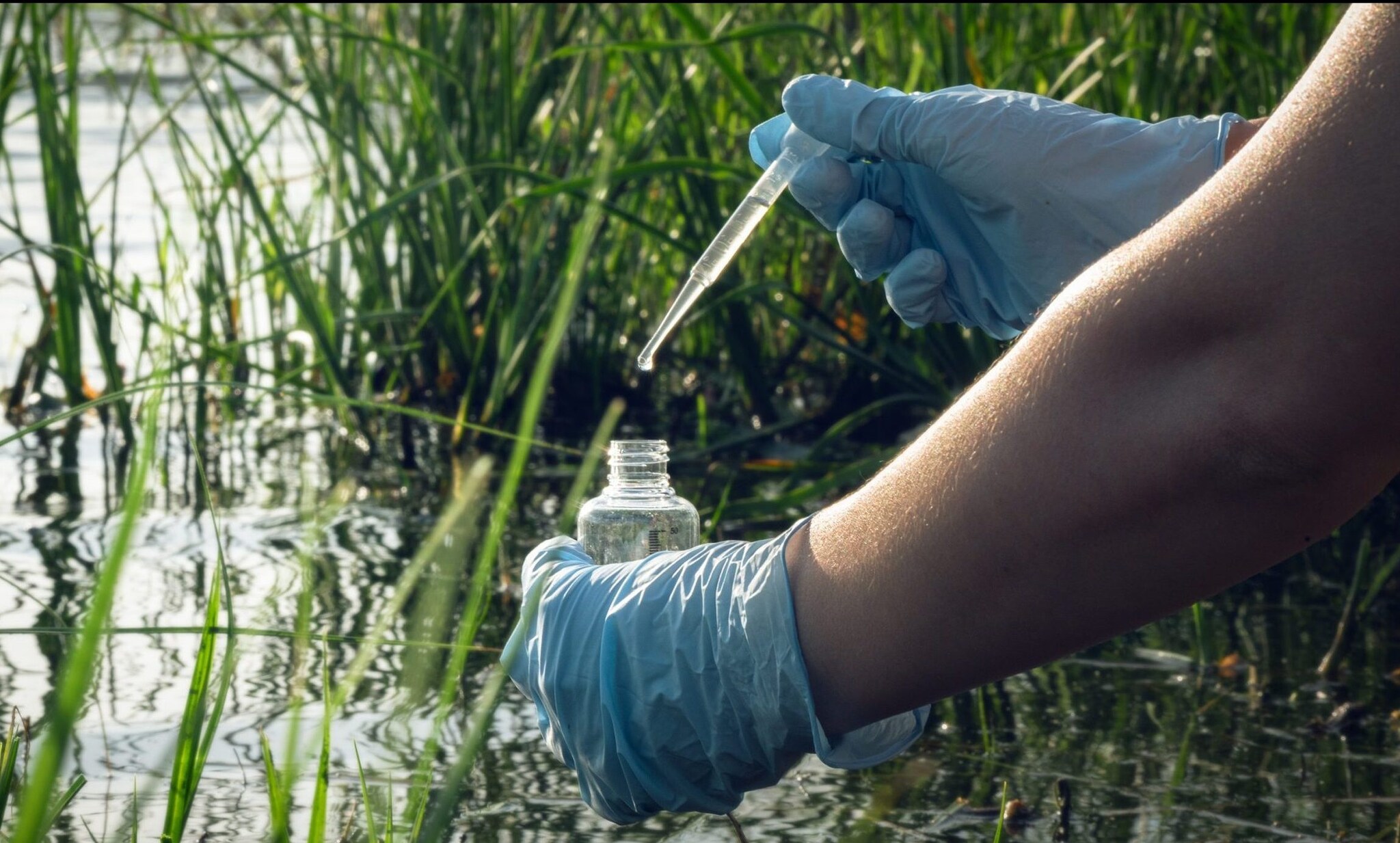 Gloved hands extract water from a marsh using scientific tools.