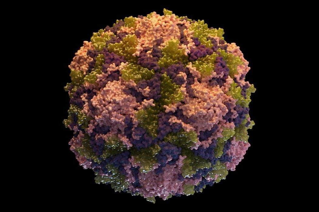 Poliovirus